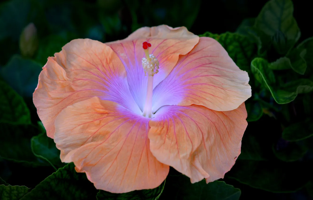 Photo wallpaper flowers, peach, hibiscus