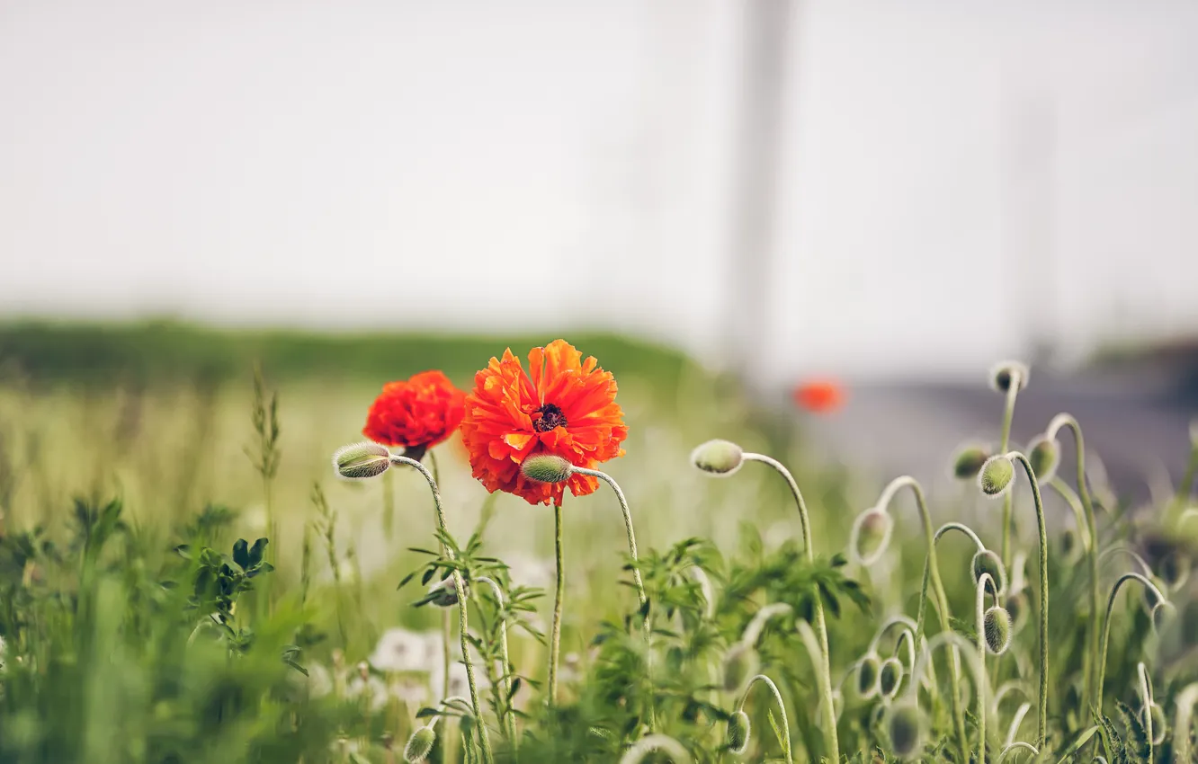 Photo wallpaper flowers, red, Mac