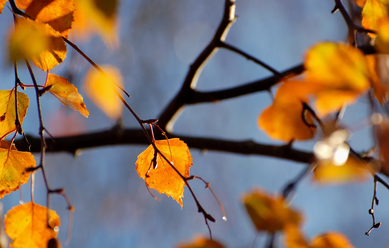 Photo wallpaper autumn, branches, nature, foliage