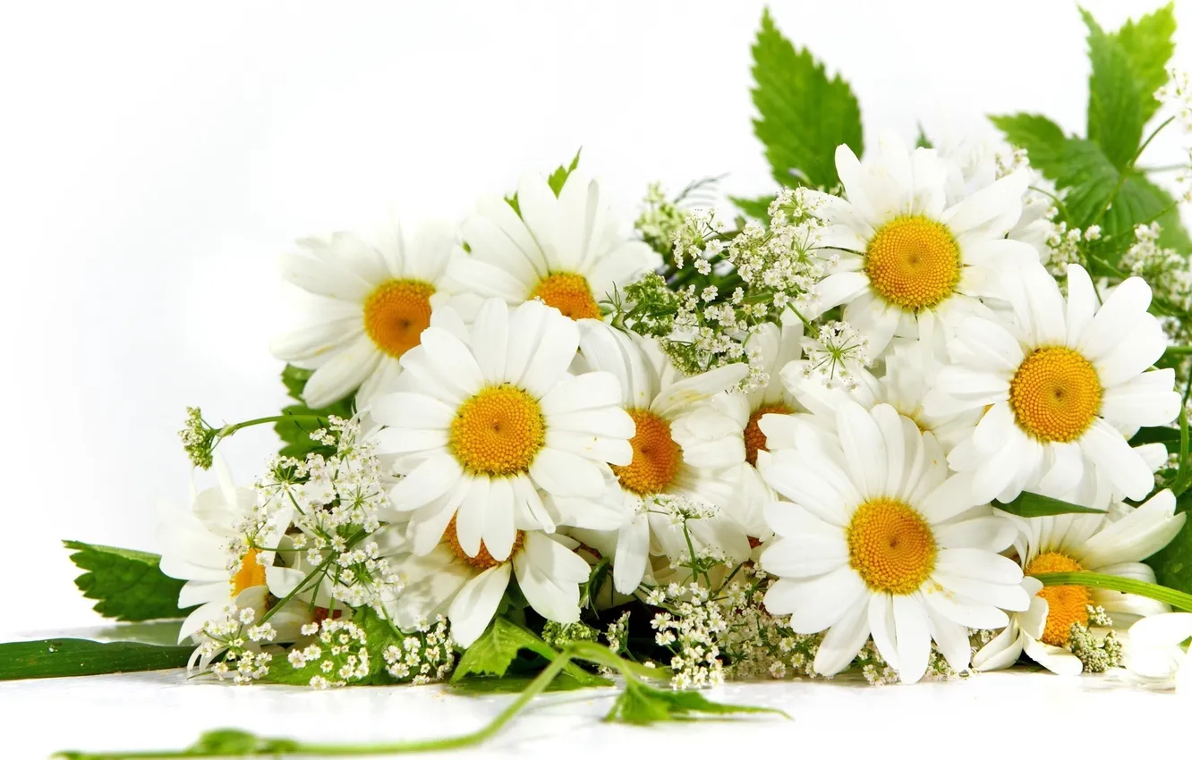 Photo wallpaper summer, chamomile, petals