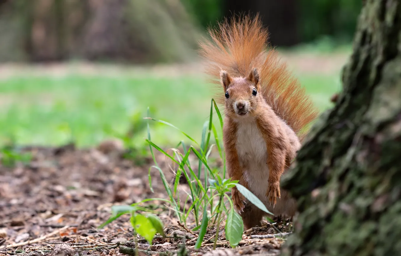 Photo wallpaper greens, grass, look, trees, pose, spring, protein, bark