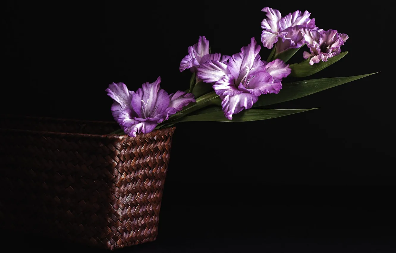 Photo wallpaper purple, flowers, black background, gladiolus
