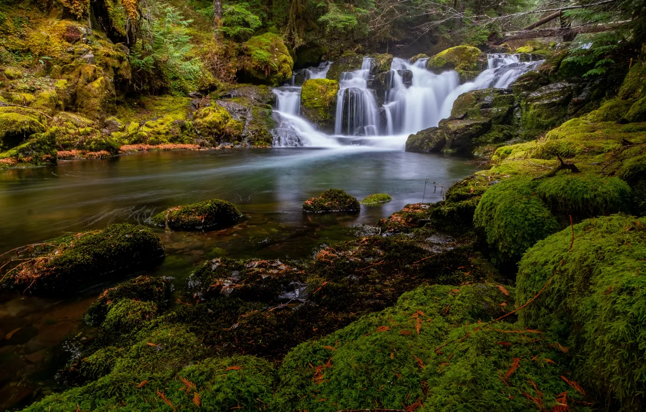 Photo wallpaper forest, river, stones, waterfall, moss, cascade, Washington, Gifford Pinchot National Forest