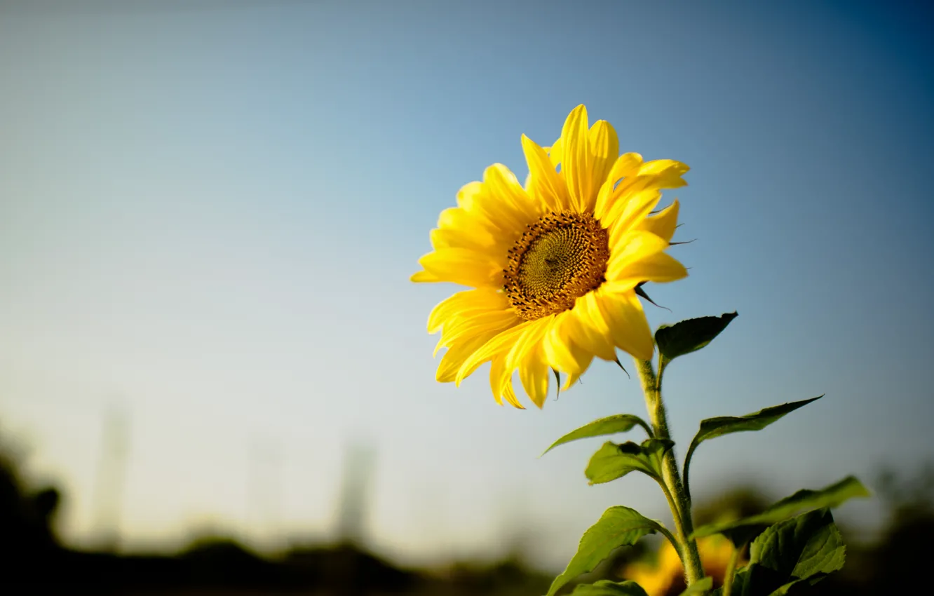 Photo wallpaper flower, sunflower, yellow petals