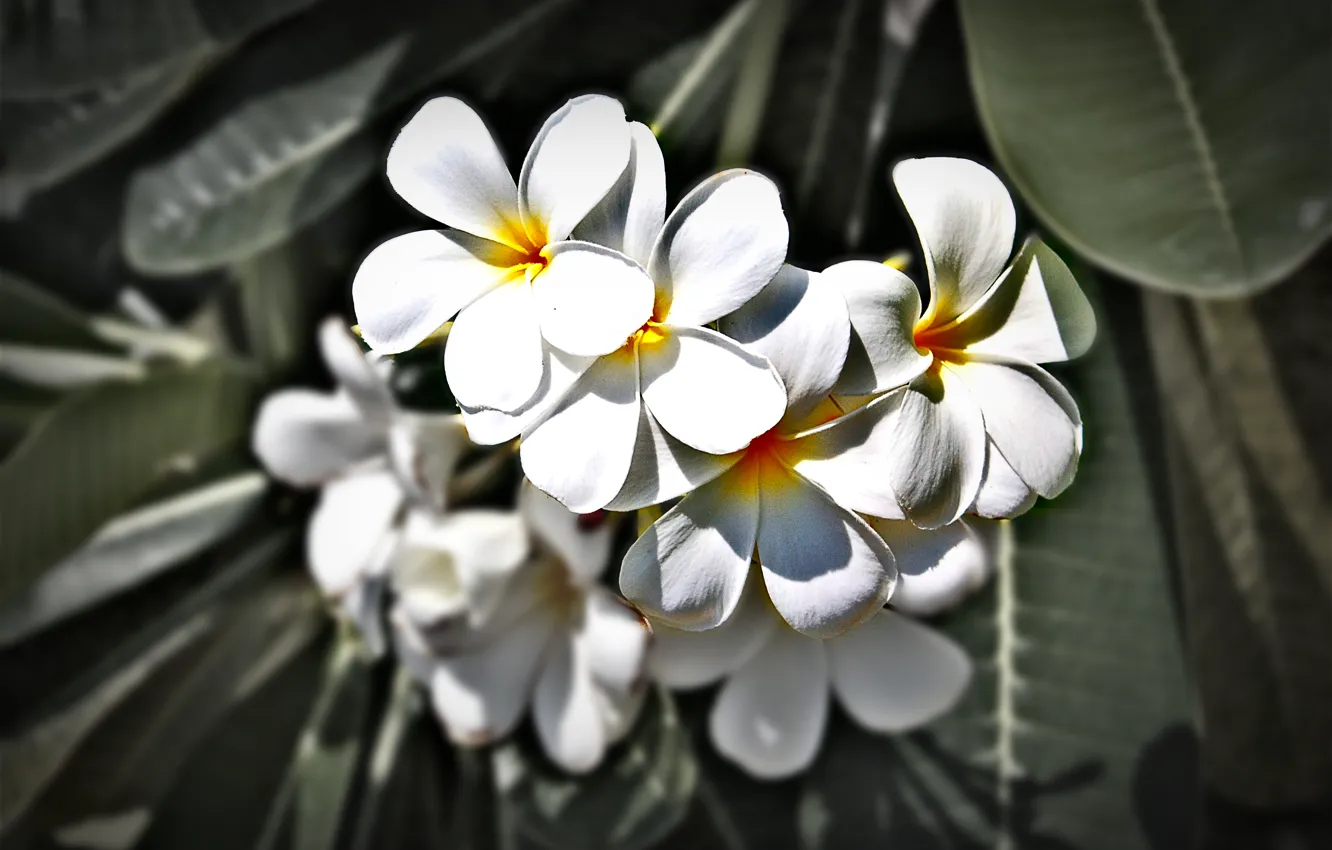 Photo wallpaper flowers, Thailand, Phuket