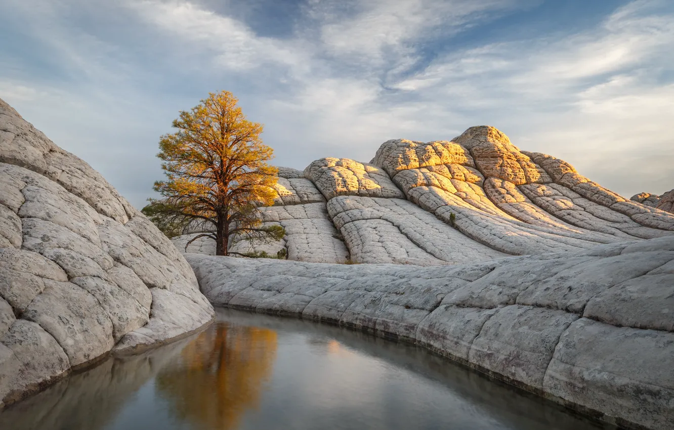 Photo wallpaper trees, mountains, nature