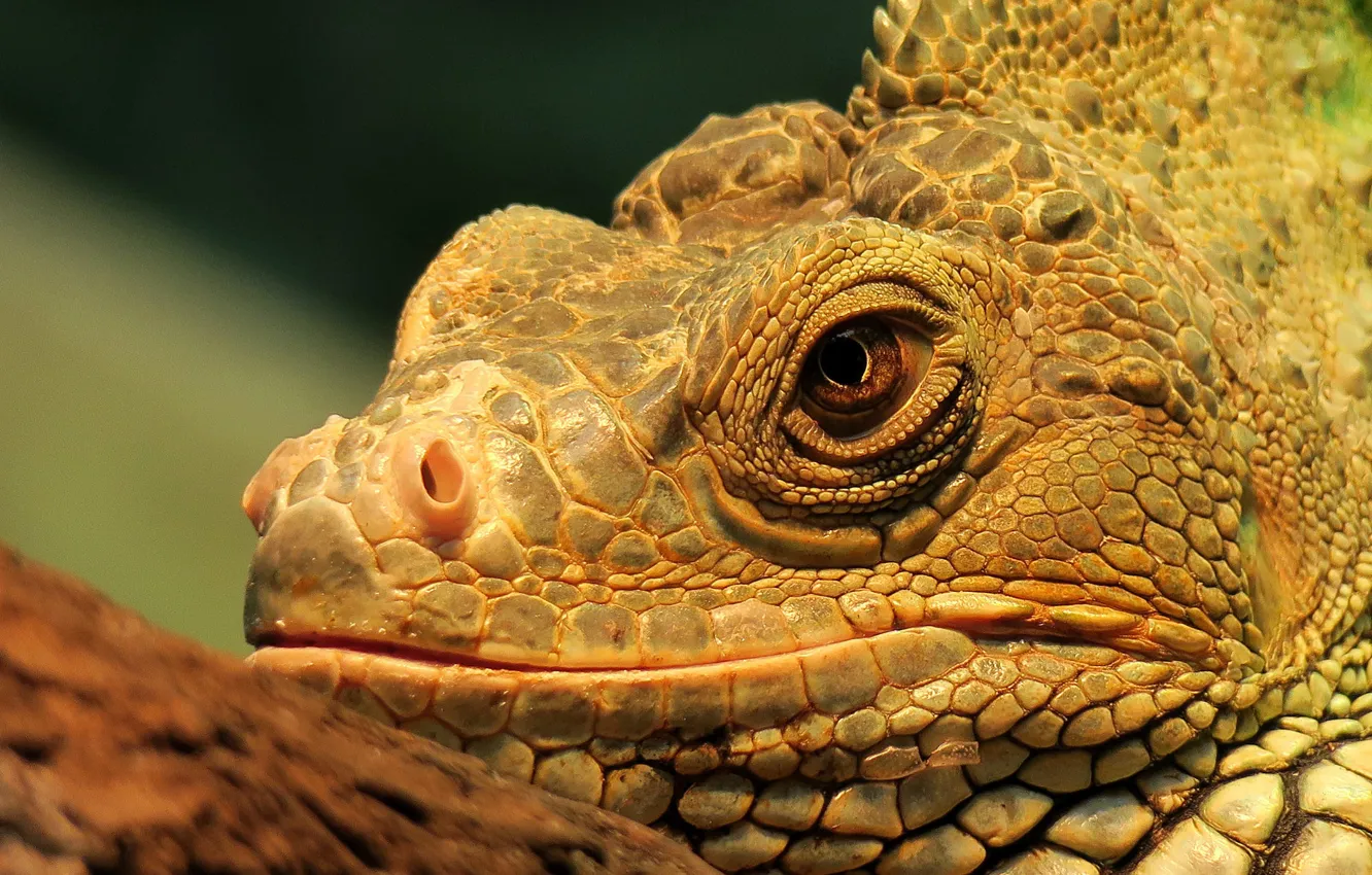 Photo wallpaper look, head, Iguana, lizard