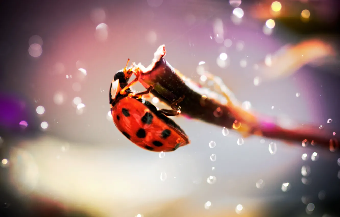 Photo wallpaper drops, branches, glare, photo, ladybug, beetle, focus, insect