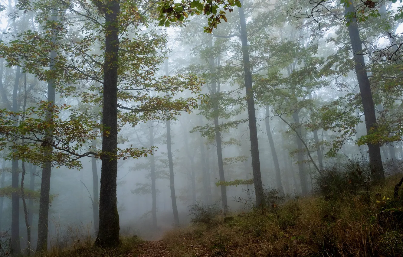 Photo wallpaper forest, trees, nature, fog