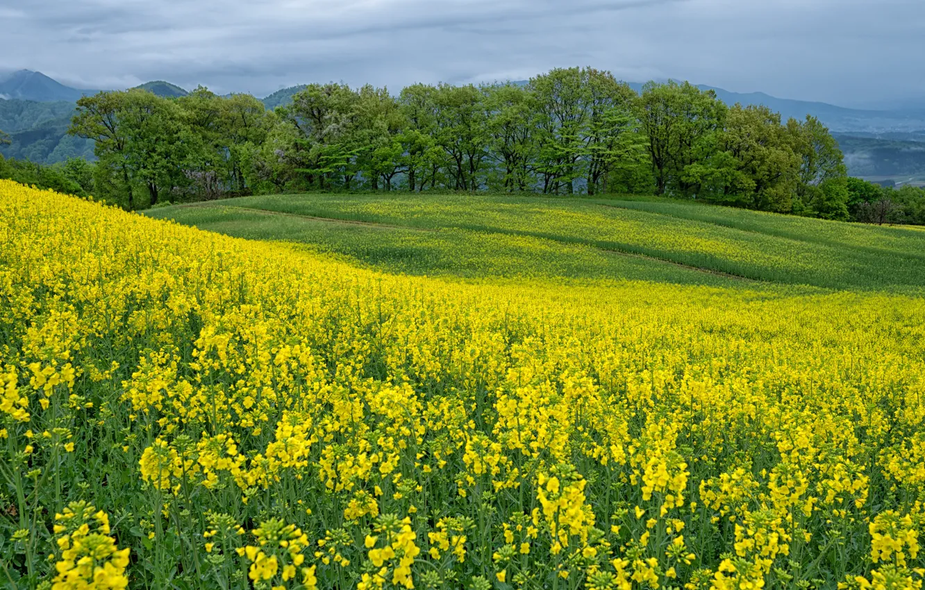 Photo wallpaper field, forest, flowers, hills, rape, rapeseed field
