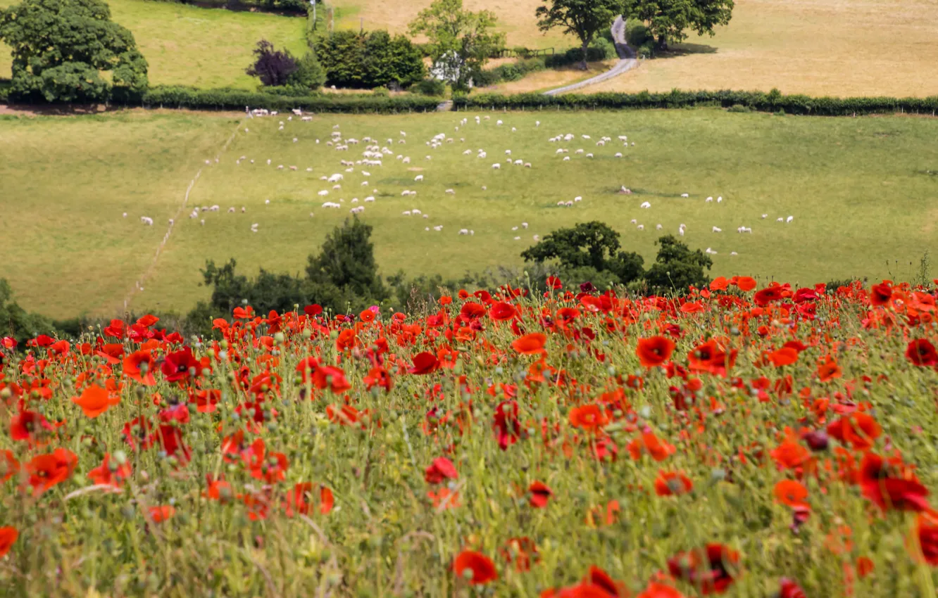 Photo wallpaper sheep, Maki, pasture, poppy field