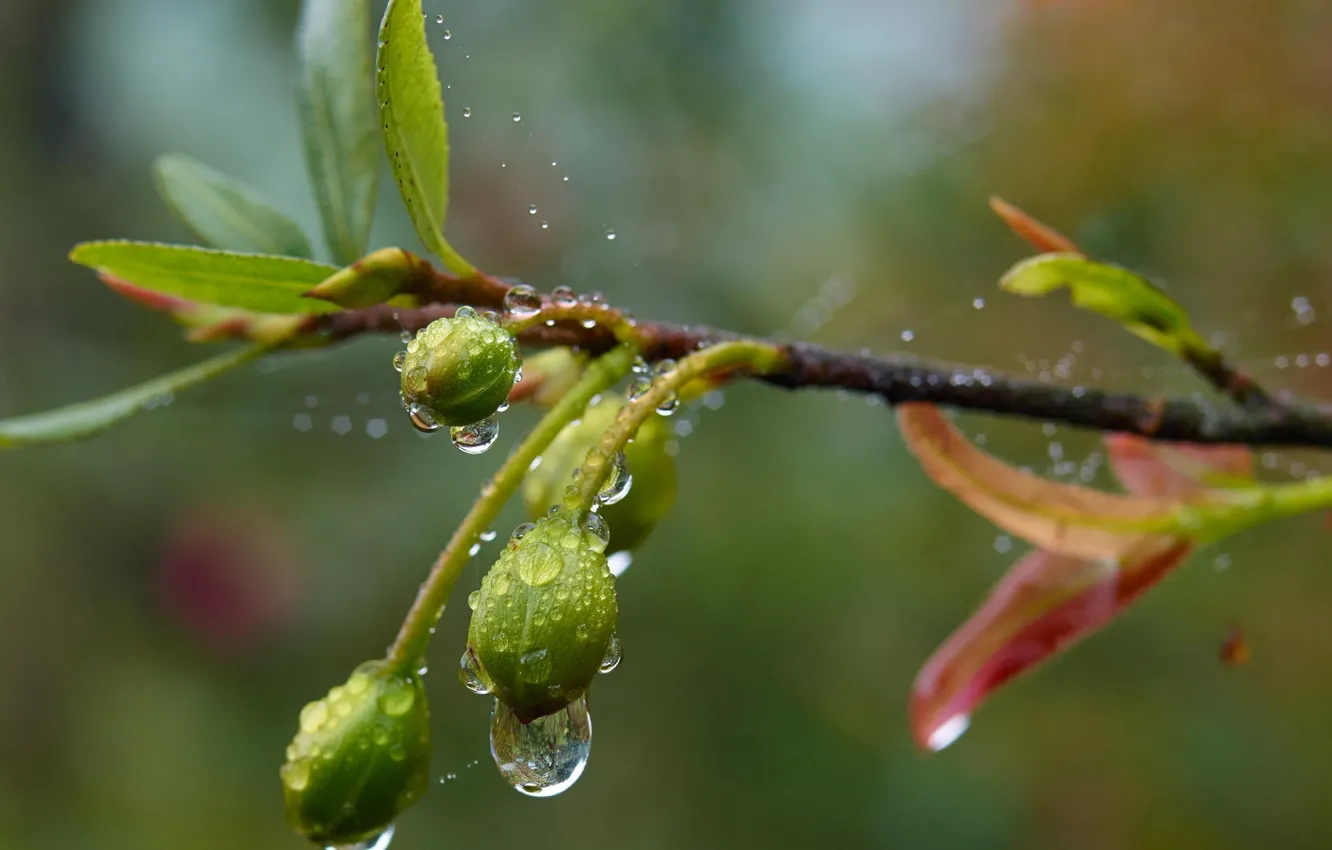 Photo wallpaper drops, macro, foliage, branch, spring, rain, after