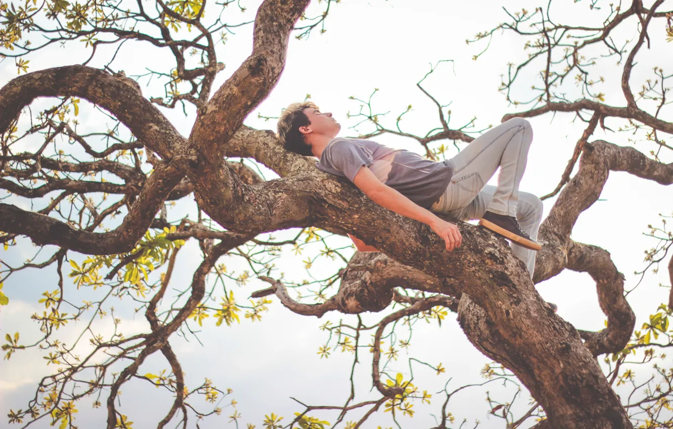 Photo wallpaper tree, man, branches, sleeping