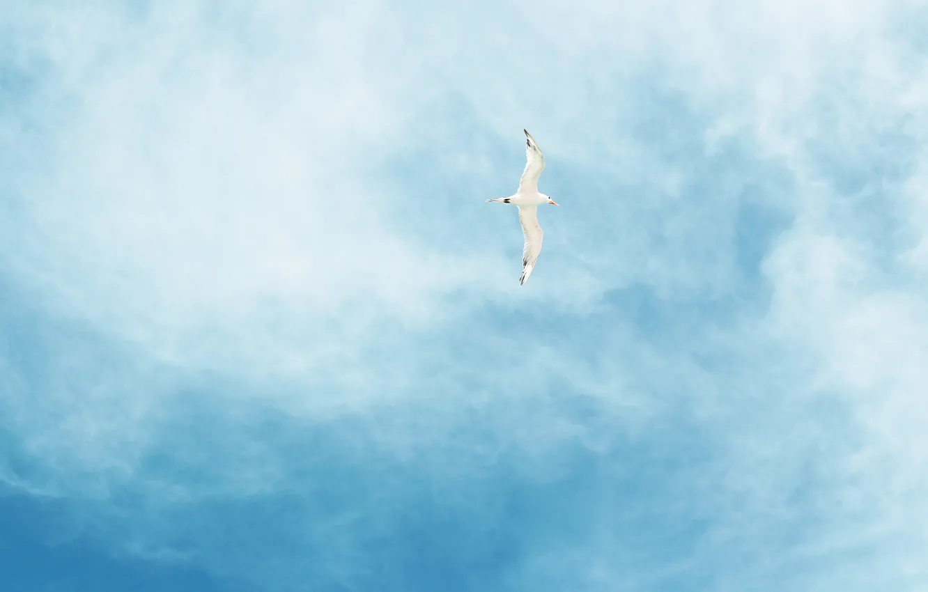 Photo wallpaper white, the sky, clouds, flight, bird, seagulls, blue sky, Flies