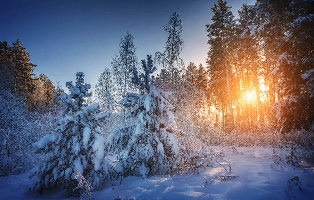 Photo wallpaper winter, forest, snow, trees, landscape, sunset, nature, Siberia