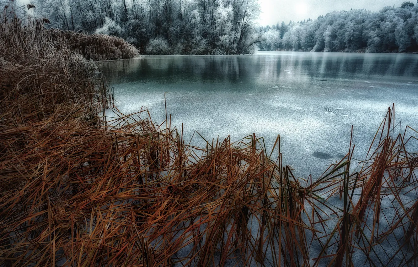 Photo wallpaper lake, ice, reed
