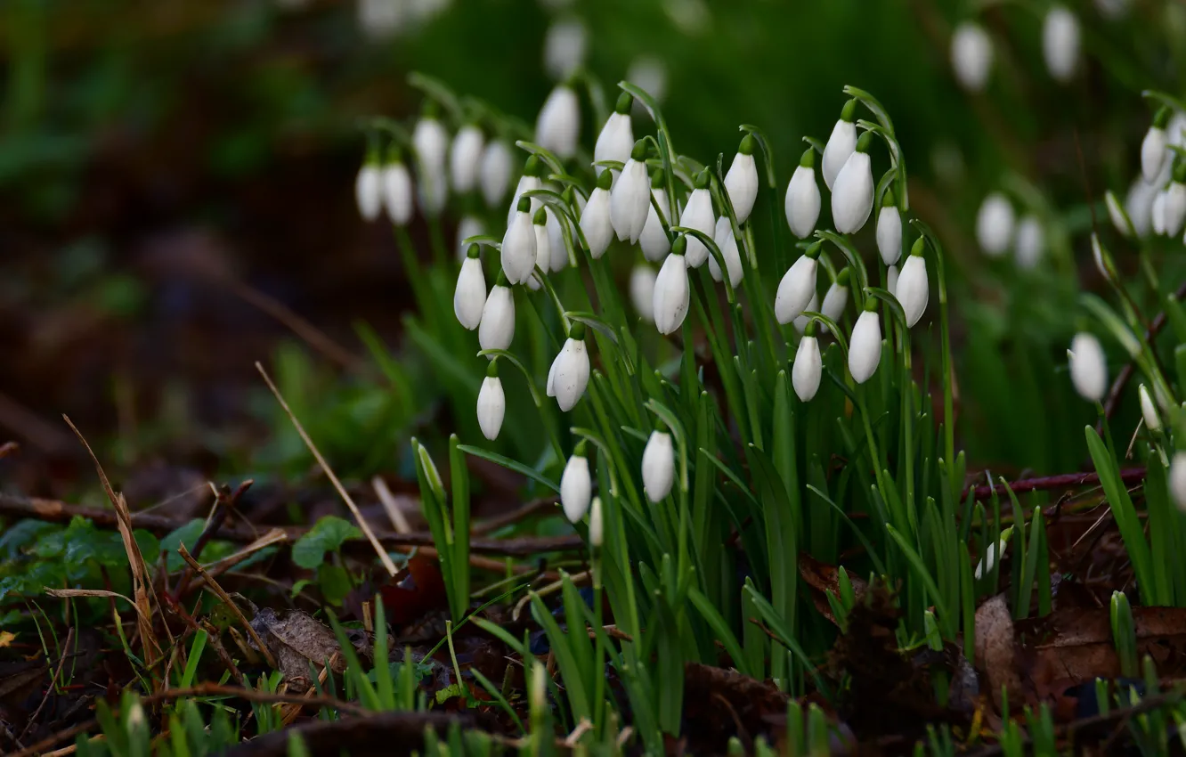 Photo wallpaper flowers, glade, spring, snowdrops, white