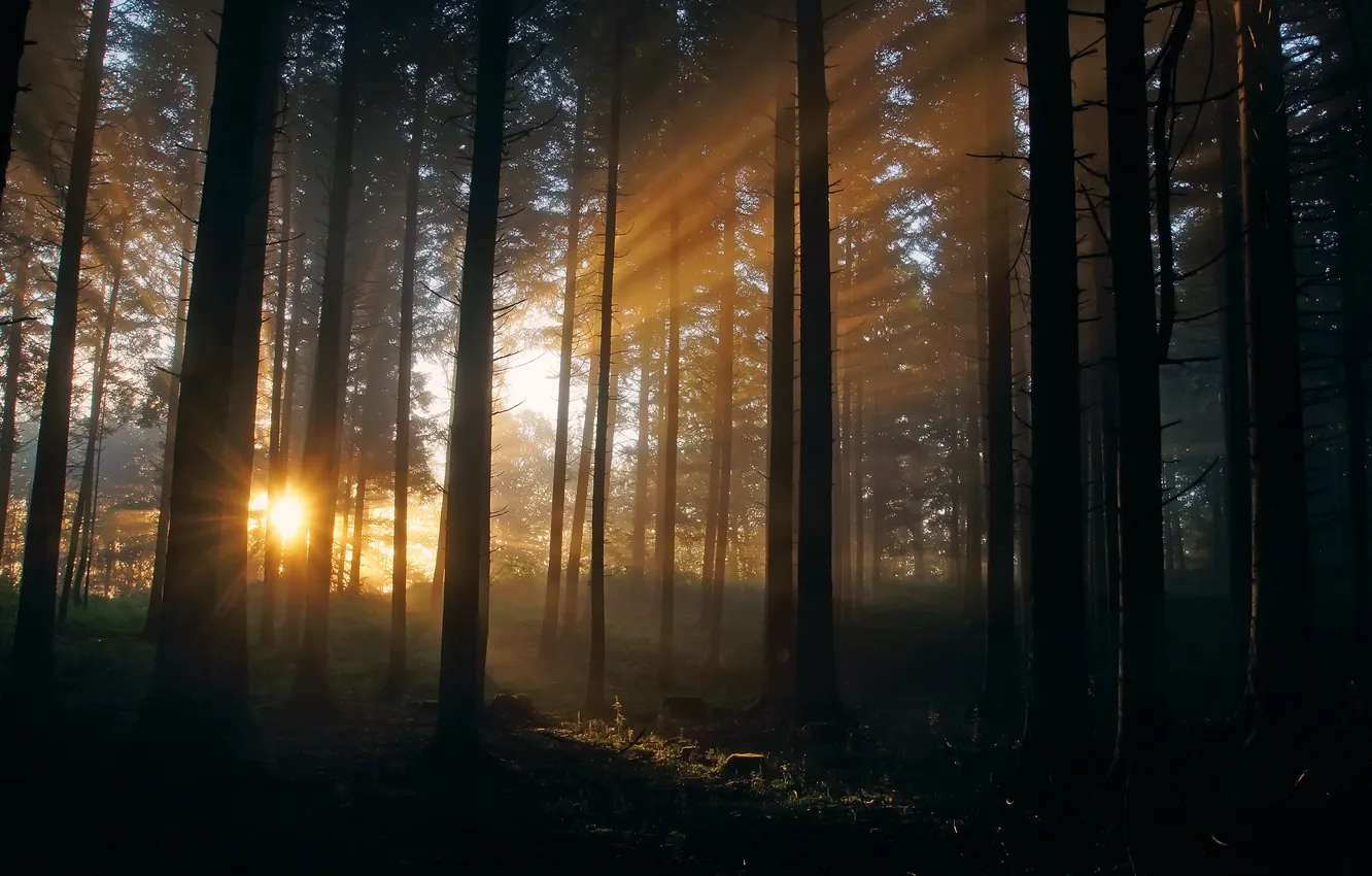 Photo wallpaper forest, the sun, rays, light, nature