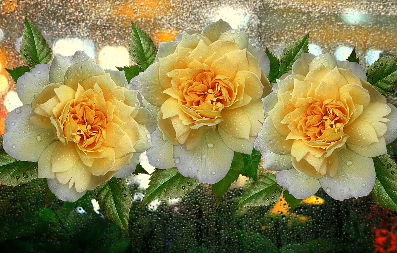 Photo wallpaper drops, flowers, rain, roses, bouquet, yellow