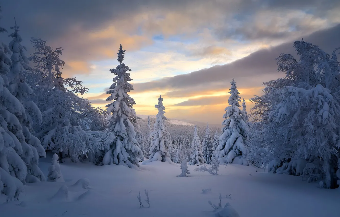 Photo wallpaper winter, forest, snow, trees, ate, Russia, taiga, Sergey Mezhin