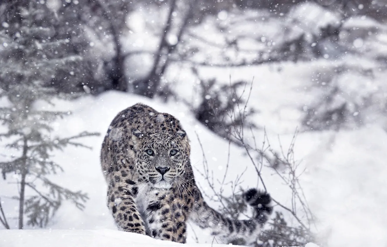 Photo wallpaper winter, forest, snow, predator, leopard, IRBIS, snow leopard