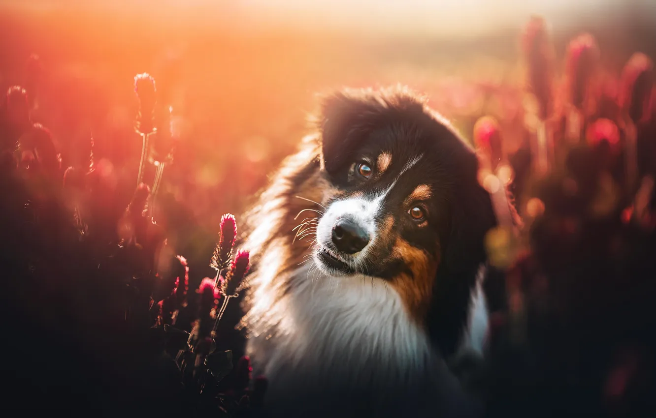 Photo wallpaper look, flowers, nature, pose, dog, face, bokeh, Bernese mountain dog