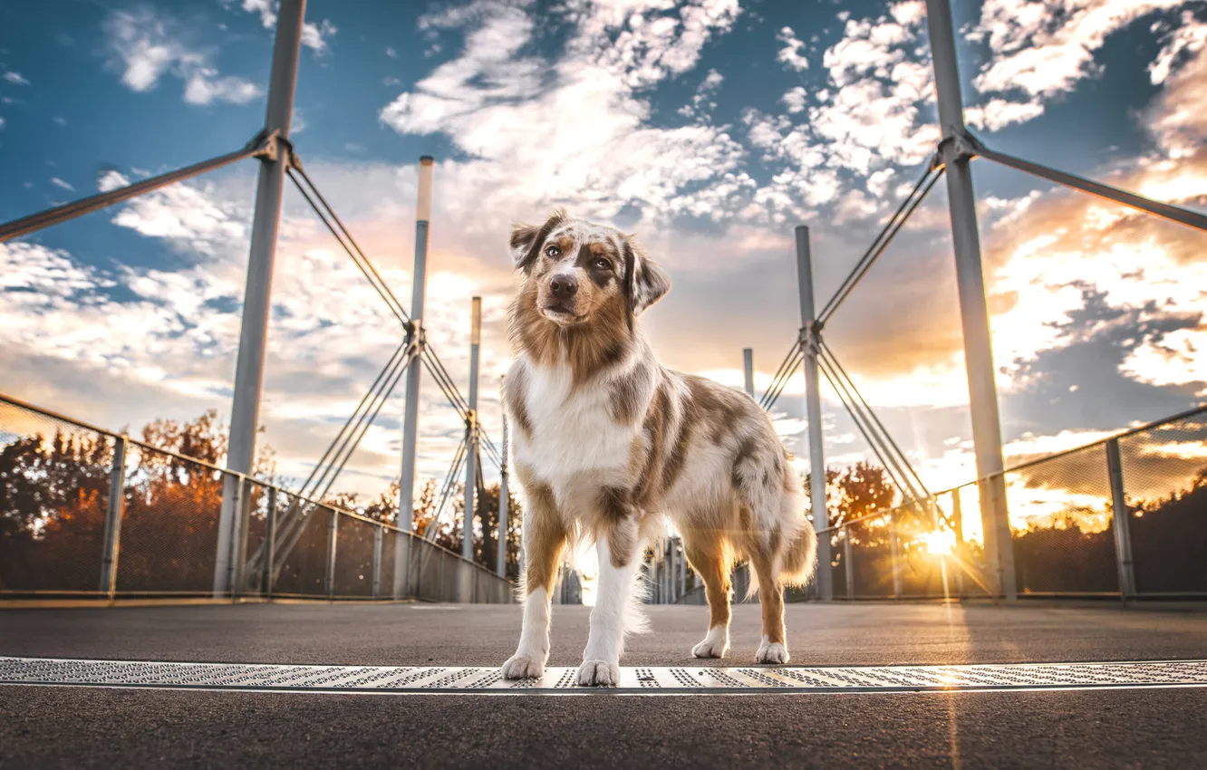 Photo wallpaper look, pose, dog, face