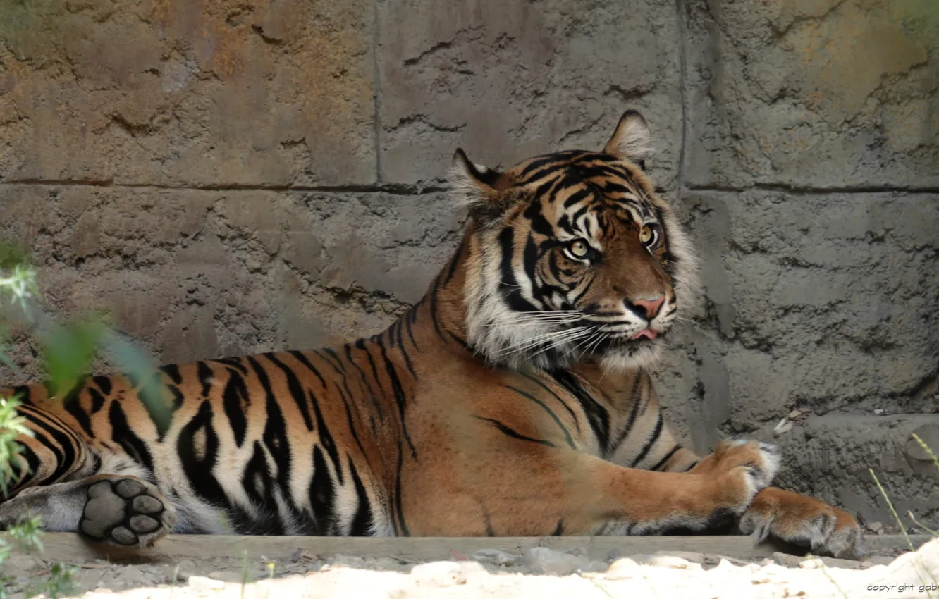 Photo wallpaper cat, animal, stay, Tiger