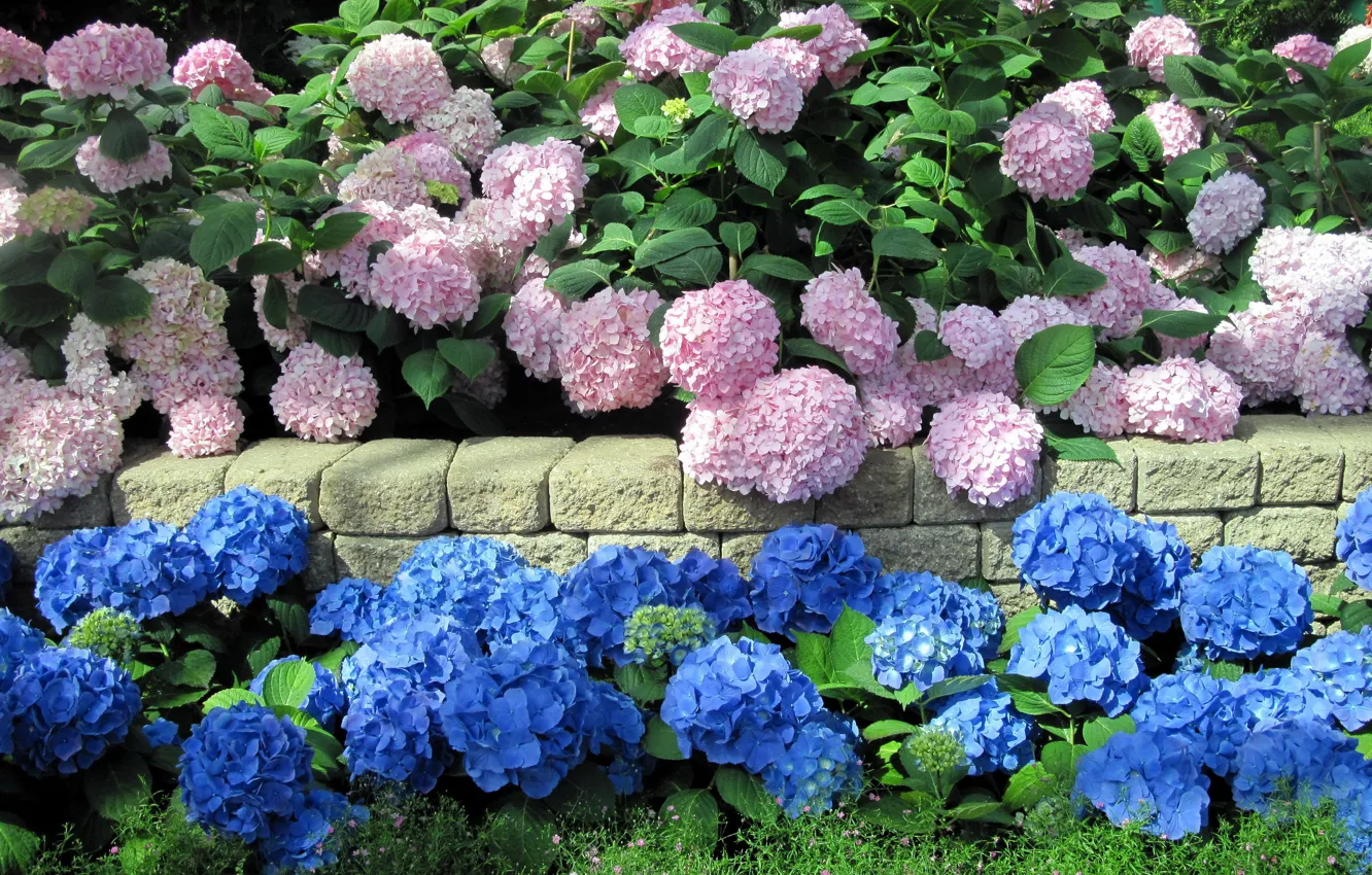 Photo wallpaper flowers, flowerbed, hydrangea