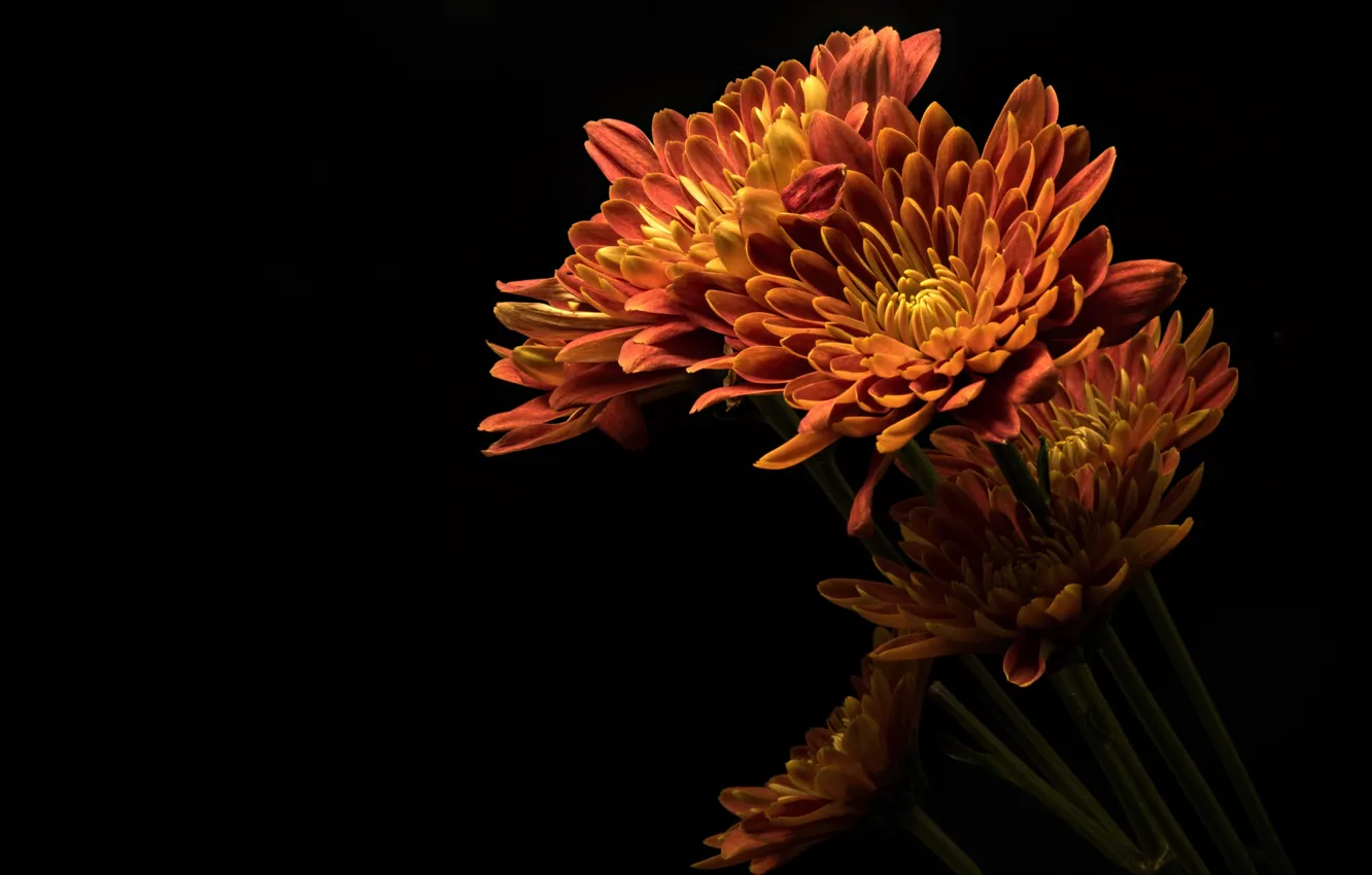 Photo wallpaper flowers, nature, background