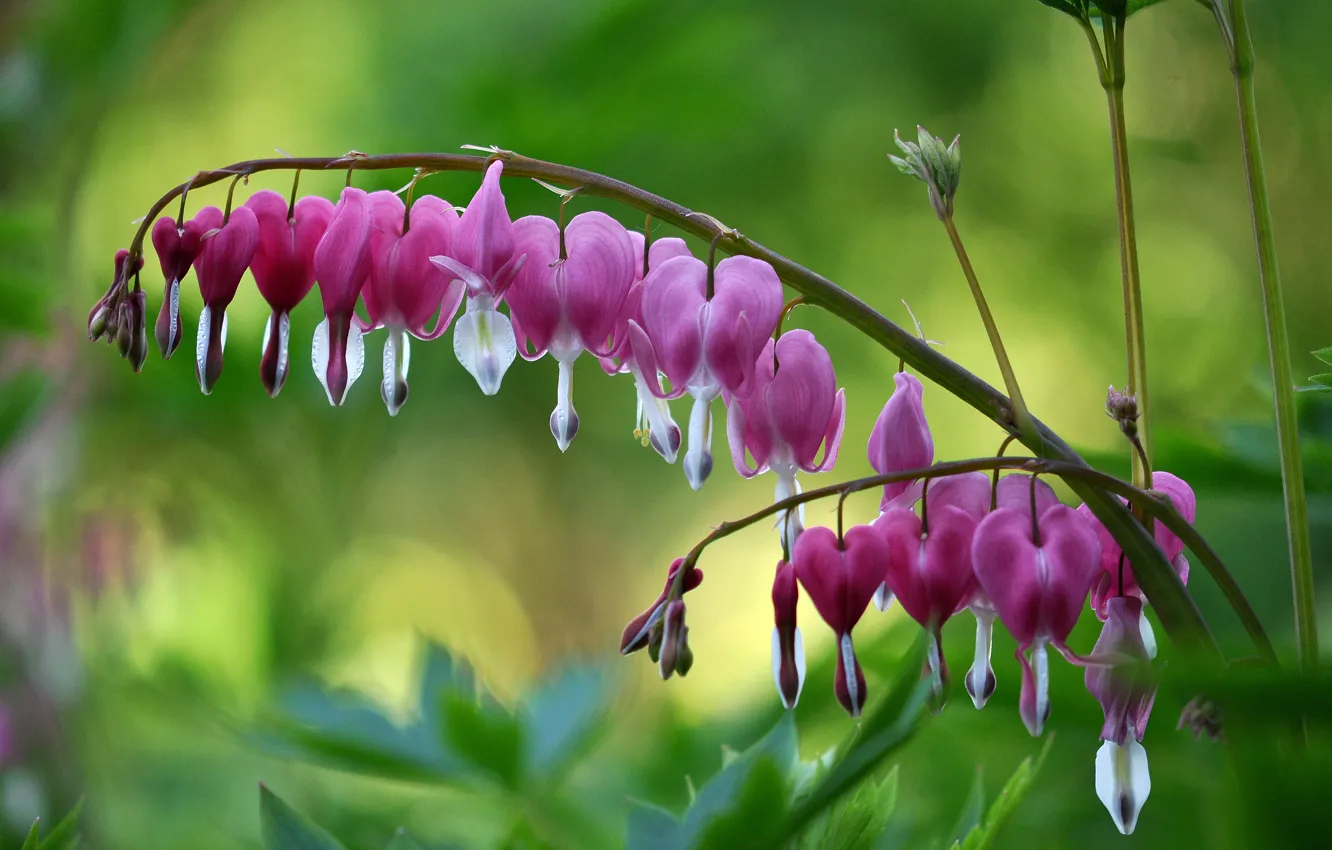 Photo wallpaper flowers, branches, pink, broken heart, the bleeding heart