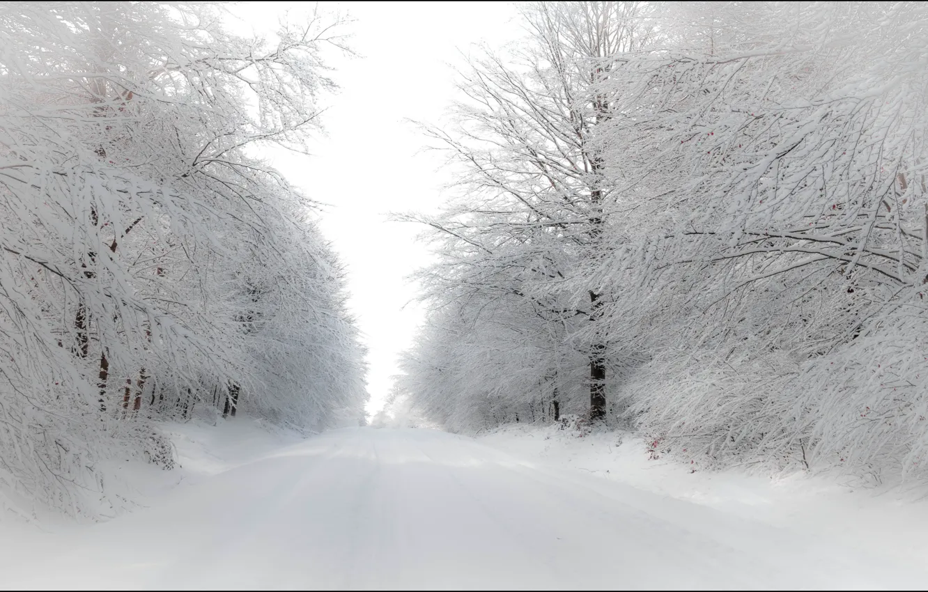 Photo wallpaper winter, road, forest, snow
