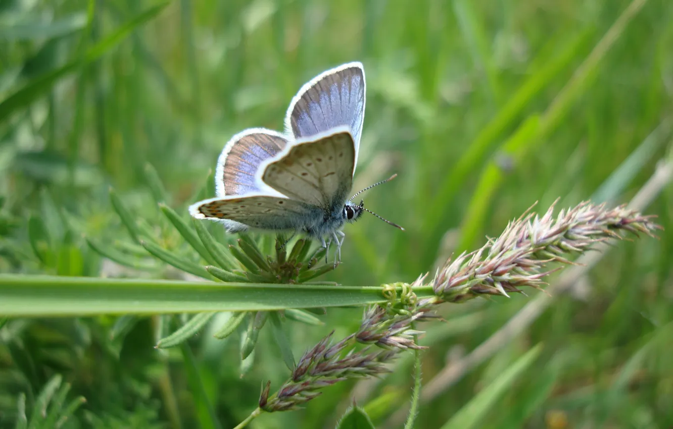 Photo wallpaper summer, grass, butterfly