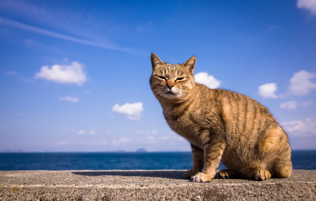 Photo wallpaper the sky, cat, look, background