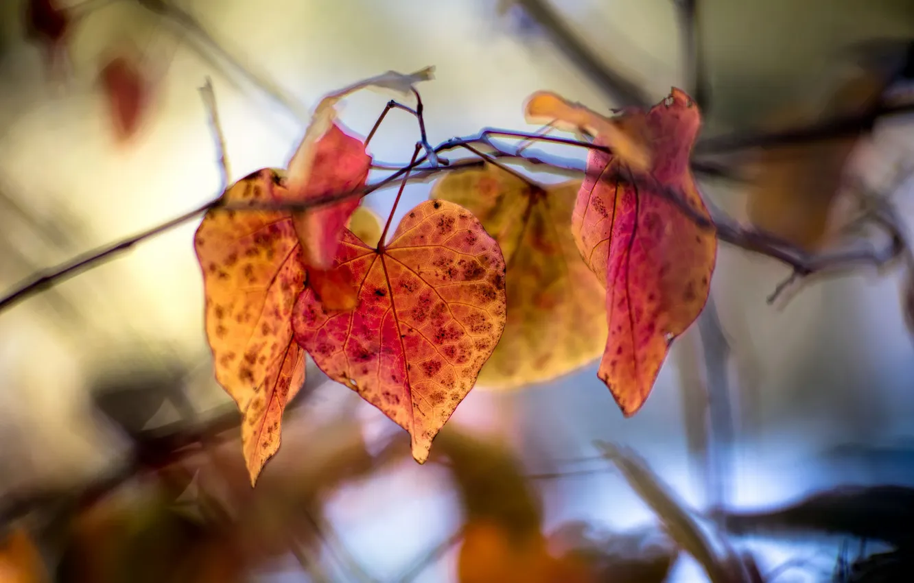 Photo wallpaper autumn, leaves, nature