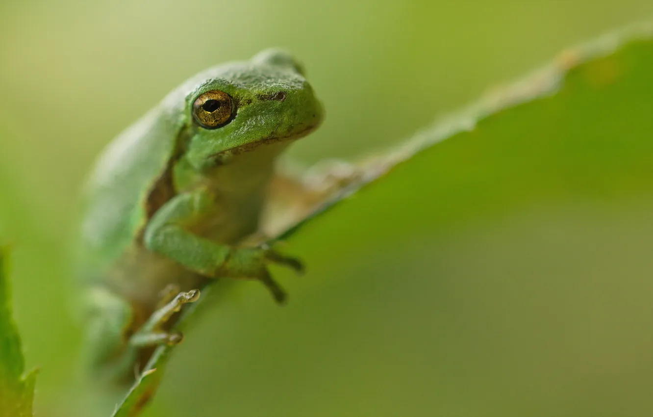 Photo wallpaper macro, nature, frog