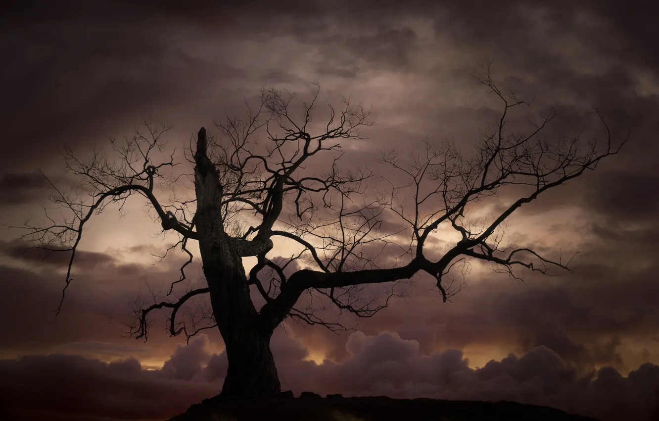 Photo wallpaper trees, clouds, bad weather