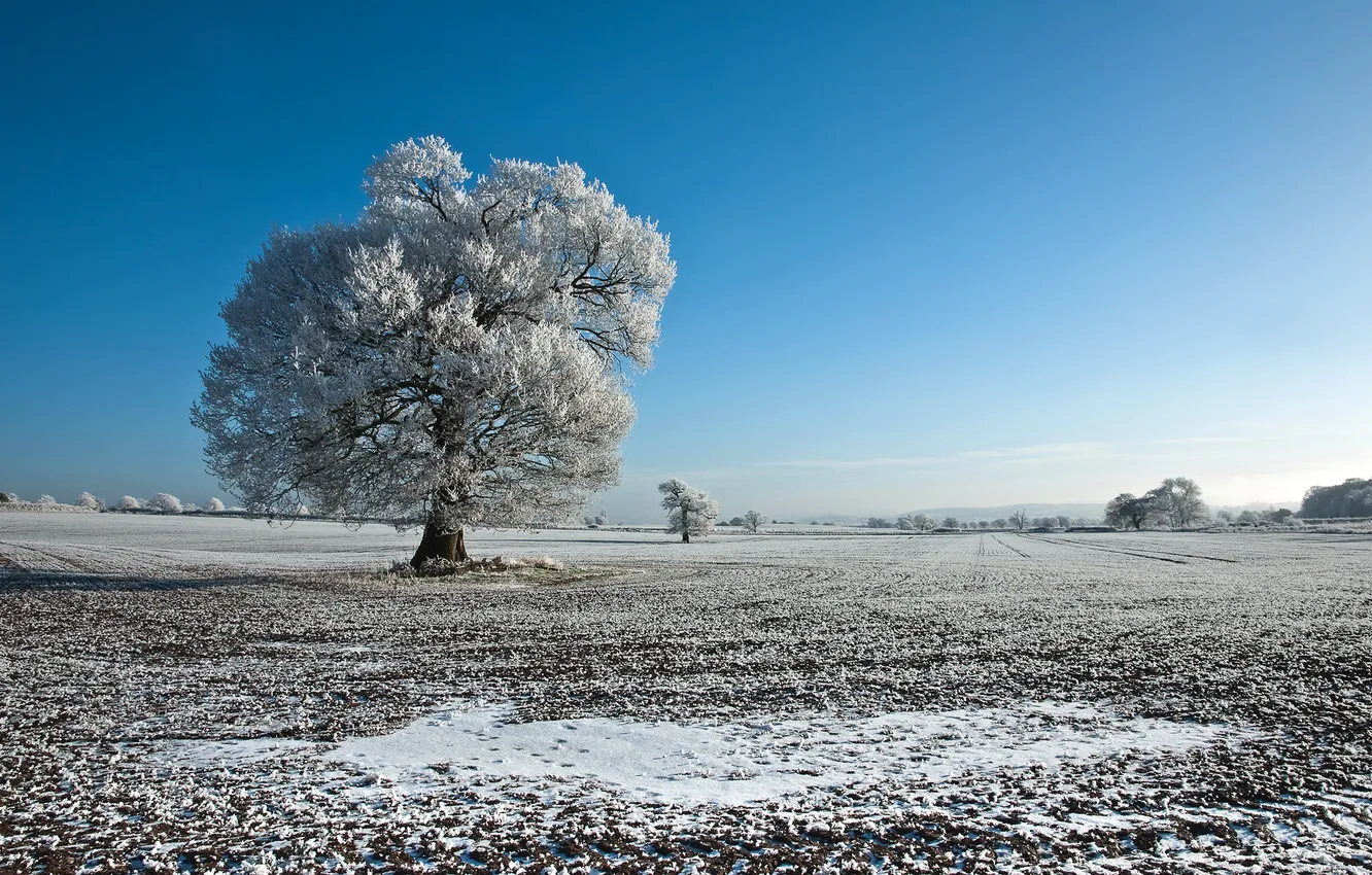 Photo wallpaper winter, frost, field, landscape, tree, Nature