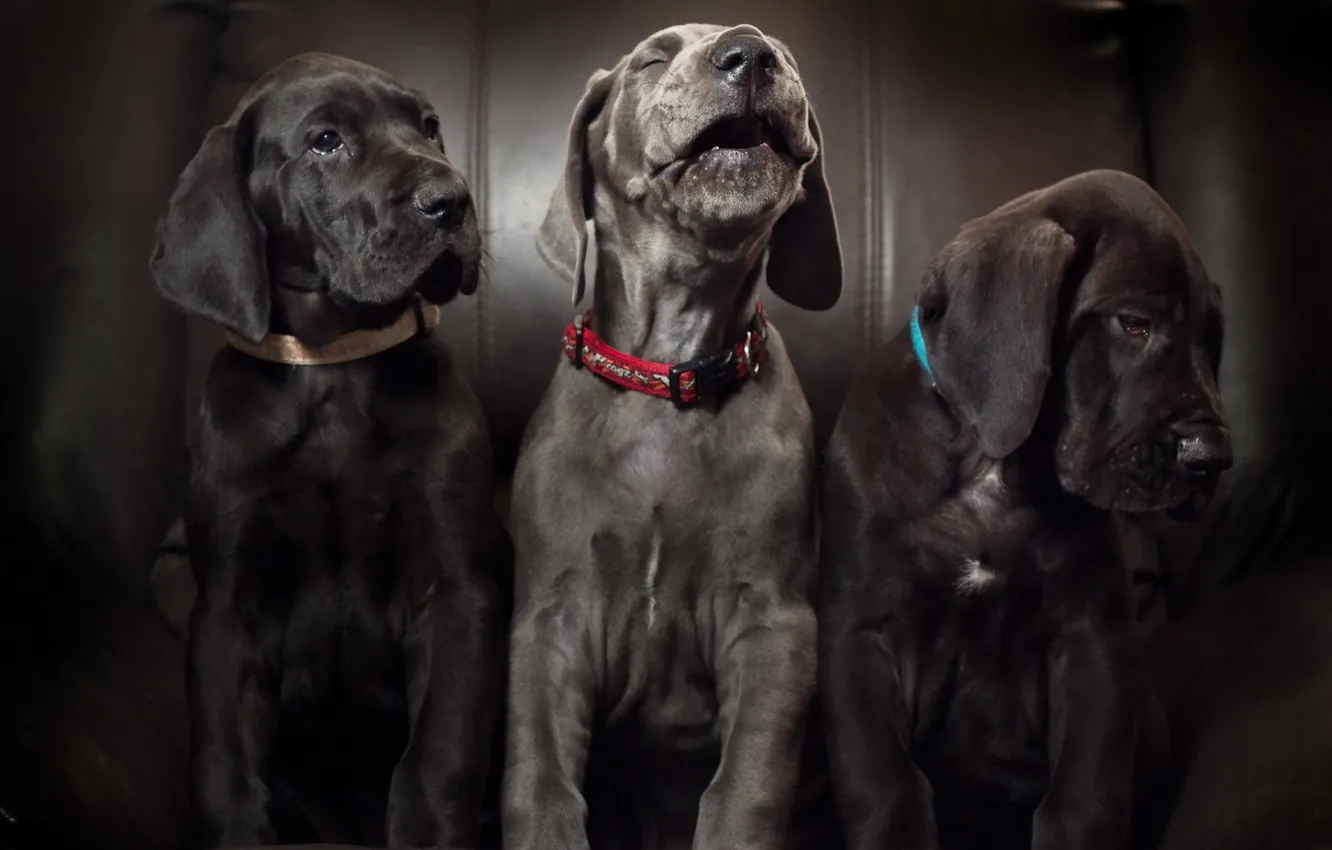 Photo wallpaper background, home, dog