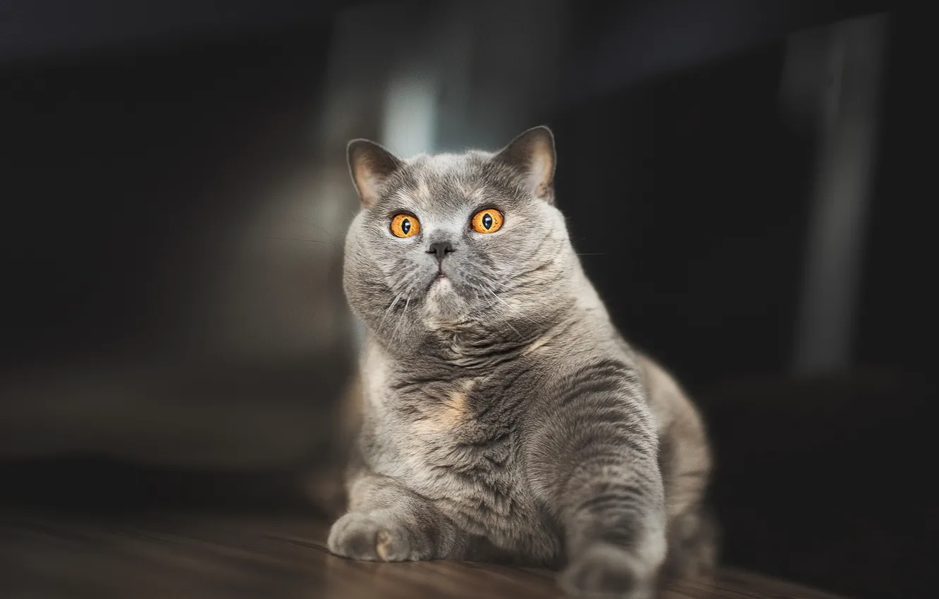 Photo wallpaper cat, look, grey, British Shorthair