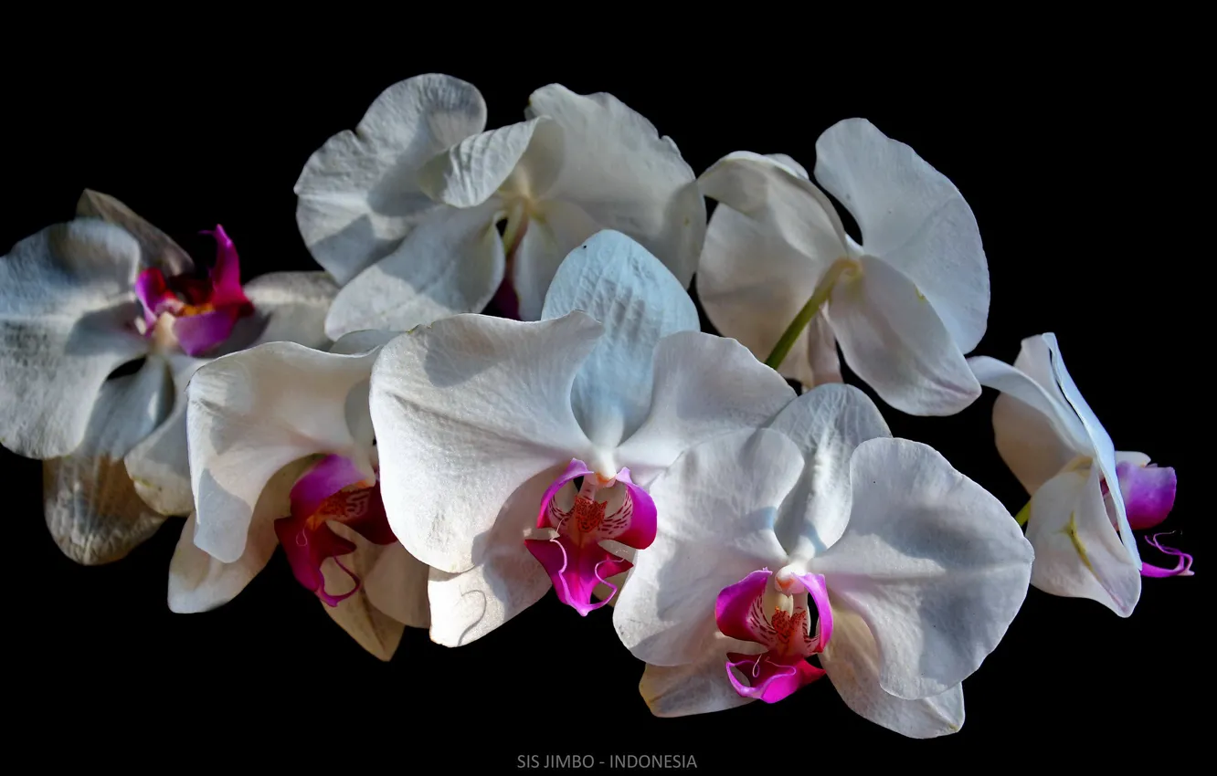 Photo wallpaper orchids, black background, white Orchid