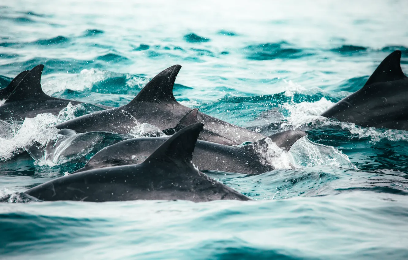 Photo wallpaper The ocean, Family, Dolphins, Pack, Migration