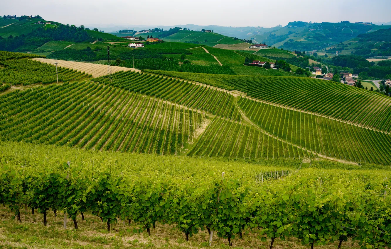 Photo wallpaper hills, Italy, the vineyards, Piedmont