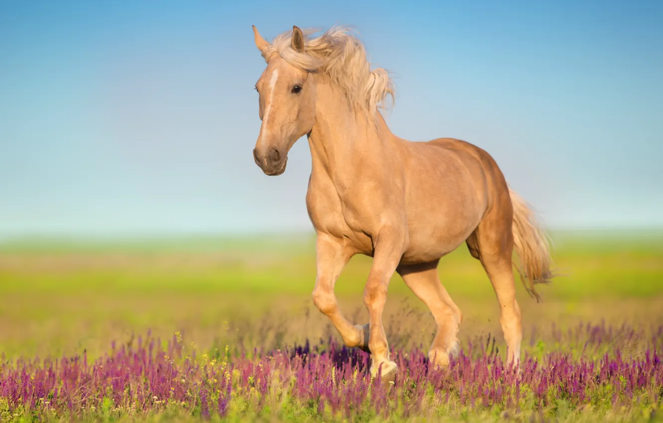 Photo wallpaper field, flowers, horse, horse, walk