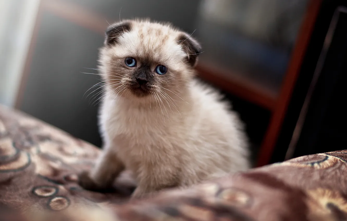 Photo wallpaper cat, cat, cat, fold, Sonic, Scot.