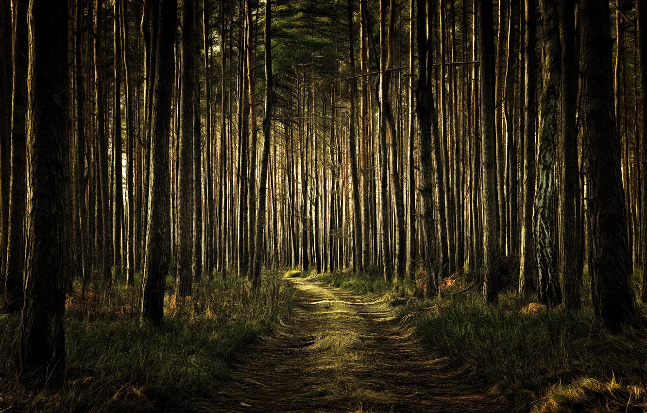 Photo wallpaper road, forest, digital painting