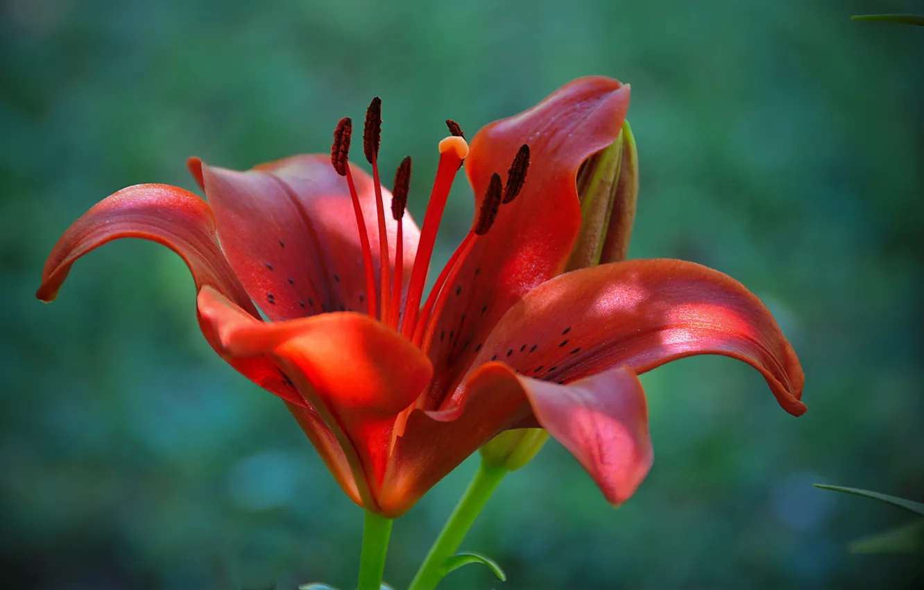 Photo wallpaper macro, Lily, macro, bokeh, bokeh, lily, Red Lily, Red lily