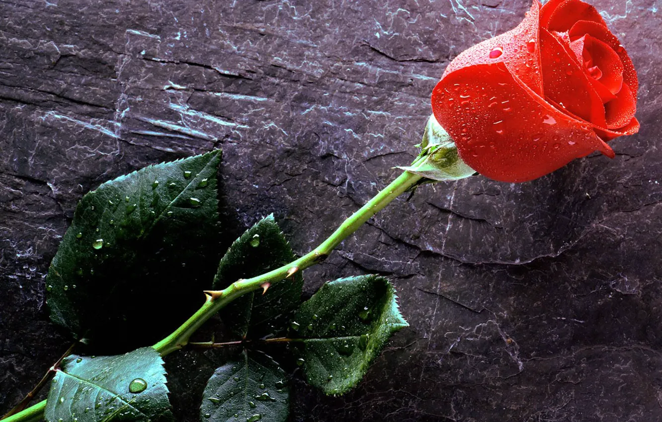 Photo wallpaper drops, Love, red rose
