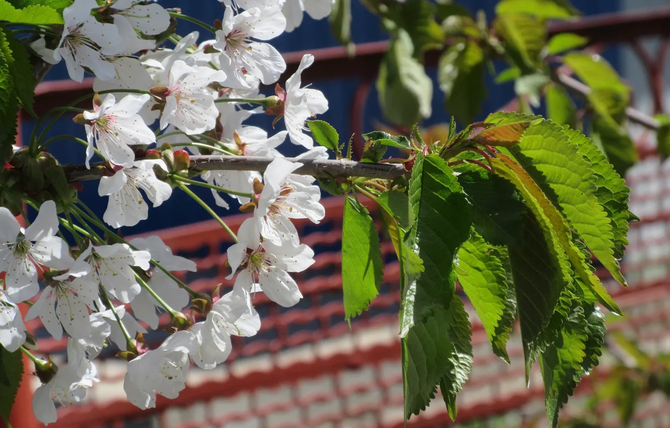 Photo wallpaper flowers, cherry, April, spring 2018, Mamala ©
