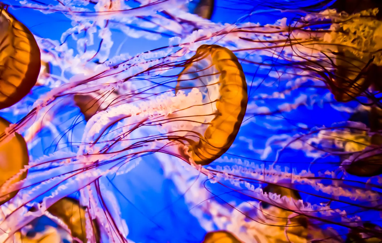 Photo wallpaper water, nature, jellyfish